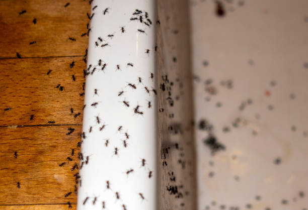 Best Pest Prevention Services  in Vandenberg Af, CA