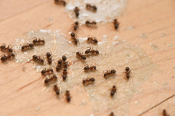 Best Pest Prevention Services  in Vandenberg Af, CA