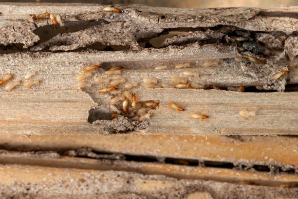Wildlife Control Services in Vandenberg Af, CA
